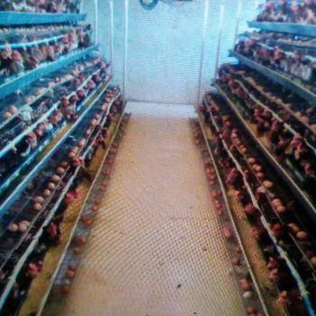 农产品批发供应商孙映菊 深耕惠农网，连接田间与餐桌的桥梁